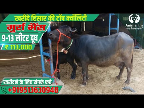 Black murrah buffalo