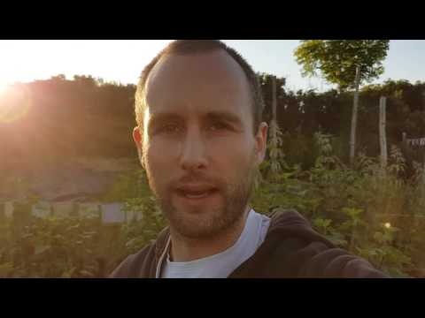 Testosteron, Piperin, Chrysin