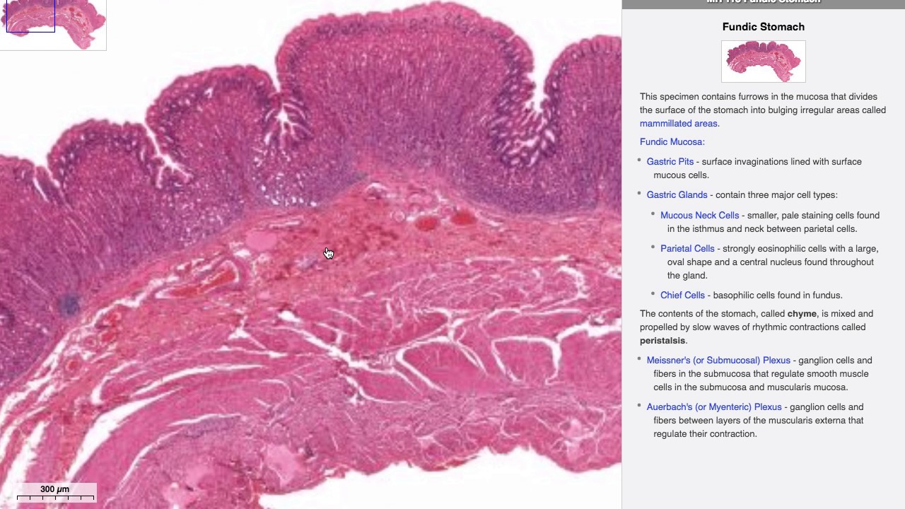 Histologia do Sistema Digestório - Estômago