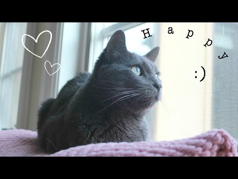 How to Keep Indoor Cats Happy
