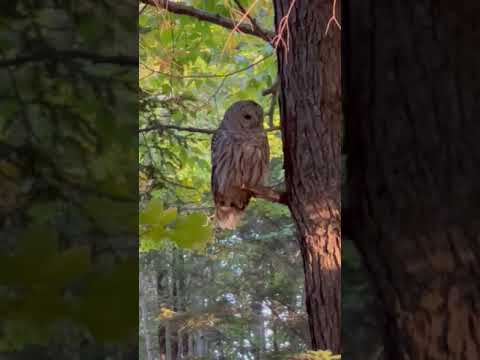 what a surprise  to see this beautiful  Owl at our campsite