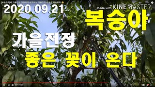 [복숭아재배] 대과만들기 지금부터/천공병ㅡ석회보르도액 살포/햇볕이 중요하다 