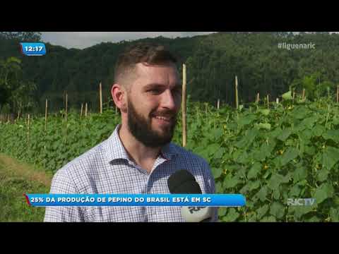 , title : '25% da produção de pepino do Brasil está em Santa Catarina'