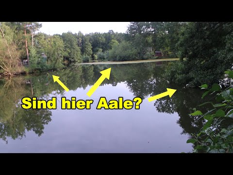 Anfüttern auf Aal ? Funktioniert das? Wir haben es getestet!