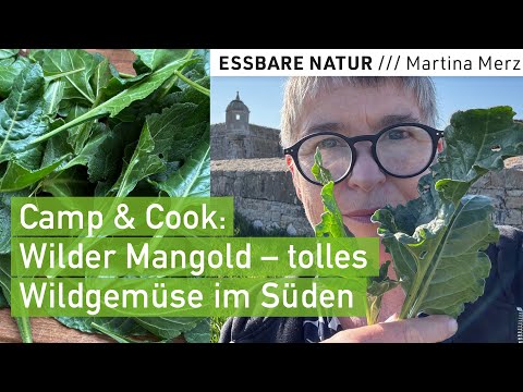 A brilliant wild vegetable in spring in southern Europe: wild chard. Ideal for camping!