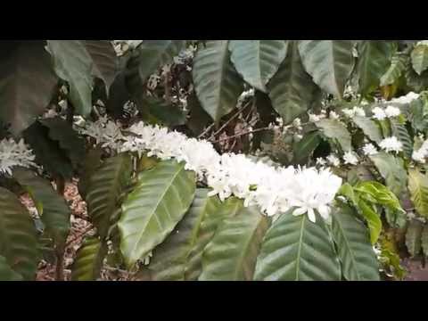 Full Flowering at Finca Candelaria, Guatemala