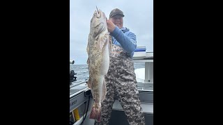 Download Lagu Westport Deep Water Ling Cod 2024 Thumbnail