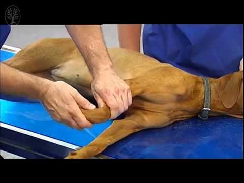download lagu mp3 mp4 Durchtrittigkeit Hund Therapie, download lagu Durchtrittigkeit Hund Therapie gratis, unduh video klip Durchtrittigkeit Hund Therapie