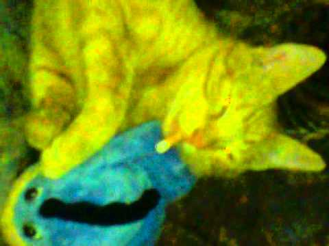 Katze pennt mit fluppe im maul und erstickt fast