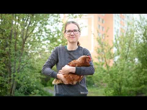 Ko - ko - komunitní kurník