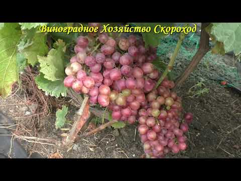 Секреты обрезки и формирования куста