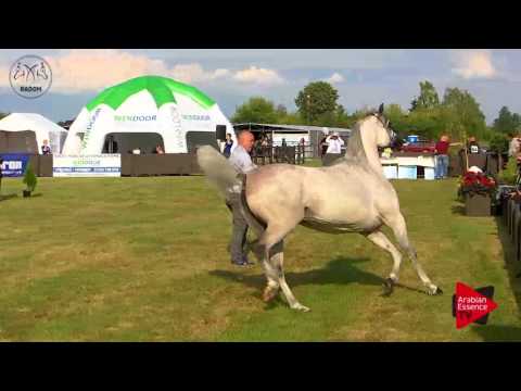 N.68 PERFINKA - Radom 2017 - 4.6 Years Old Mares (Class 7)
