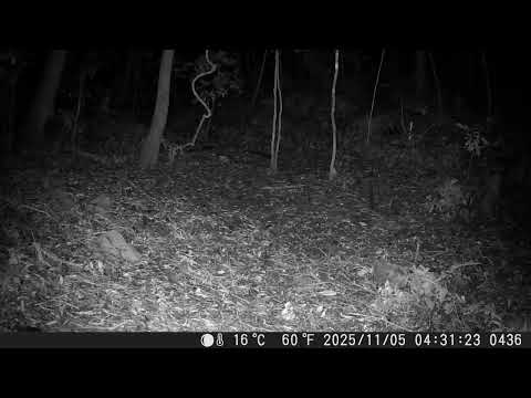 1141105阿里山里佳周邊國有林地拍攝到石虎現蹤