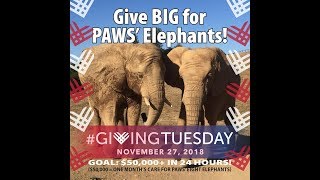 You Gave BIG For PAWS&#39; Elephants and We Thank You!