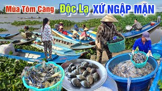 ĐỘC LẠ XỨ NGẬP MẶN SÔNG CÁI LỚN - MÙA TÔM CÀNG, RẮN CÁ ĐỔ BỘ CHỢ GÒ QUAO