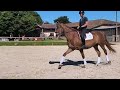 Caballo castrado Lusitano En venta 2019 Alaz&aacute;n por EROS 