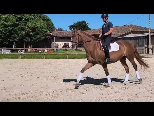 Caballo castrado Lusitano En venta 2019 Alaz&aacute;n por EROS 