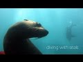 Diving with Seals - Cape Town - South Africa, Into the Blue, Südafrika