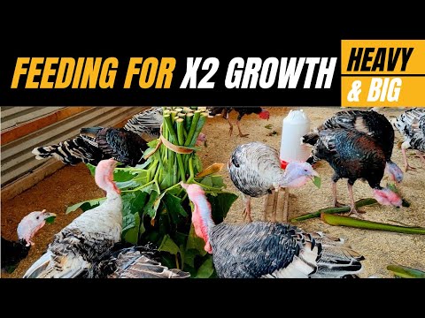 What to feed Turkeys for Faster Growth and Turkey Weight gain