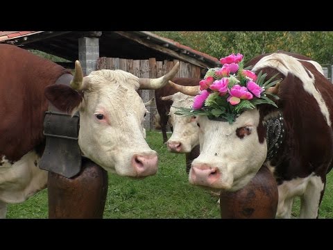 La Desnalpà 2015 a Settimo Vittone - Ritrovo allevatori