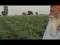 Model Organic Multi-Cropping Farming in Punjab on Goraya Farm