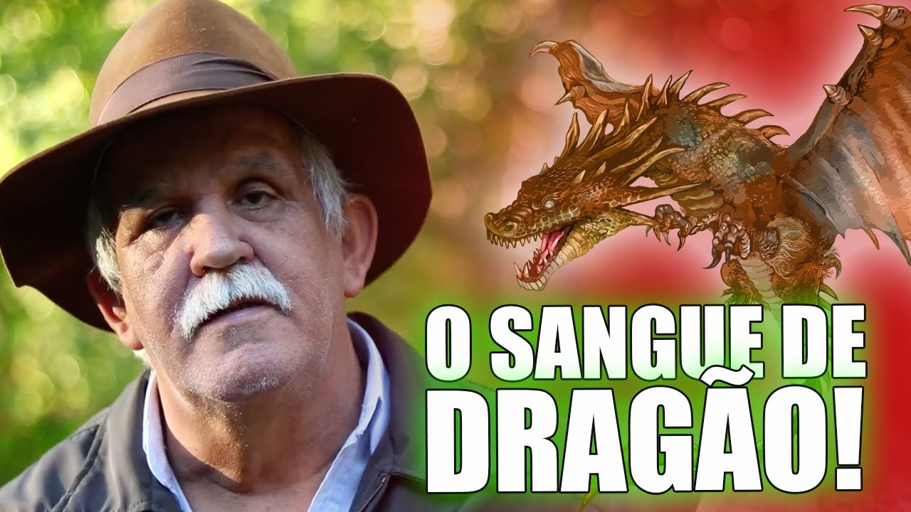 SANGUE DE DRAGÃO: OS BENEFÍCIOS DA ÁRVORE QUE SANGRA PARA SUA SAÚDE