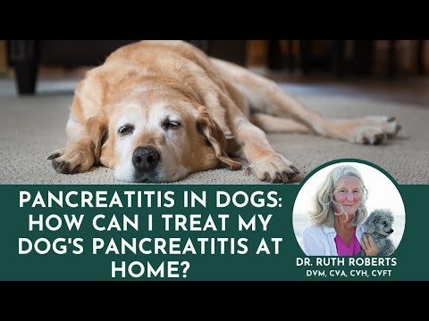 Pancreatitis In Dogs: How can I treat my dog's pancreatitis at home?