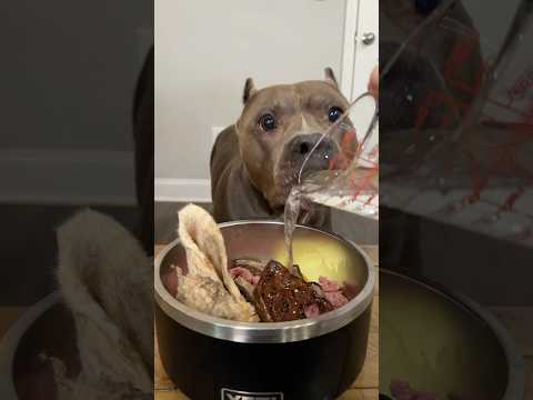 Dinner for my dogs & foster dog