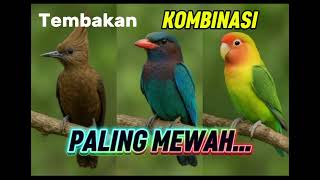 Download lagu LANGSUNG MONCER!! MASTERAN KOMBINASI TEMBAKAN KASAR BURUNG CILILIN VS TENGKEK BUTO VS LOVE BIRD mp3