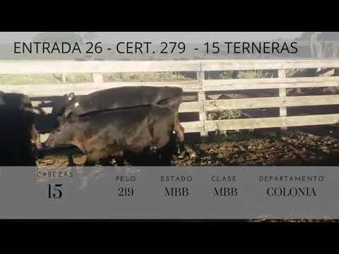 Lote 15 Terneras 9AA,  5CRUZA AA,  1AAxHO 219kg -  en Colonia America