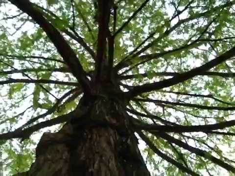 Un messaggio sotto una sequoia