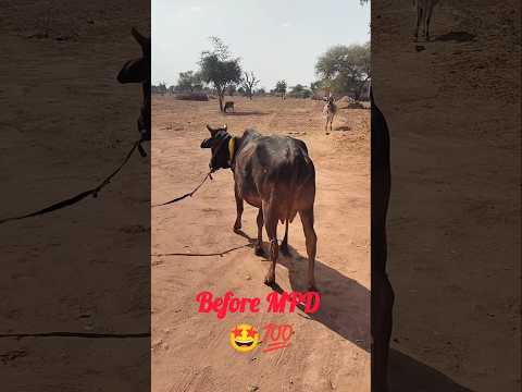 चिटकी का सफलता पूर्वक ऑपरेशन#MPD