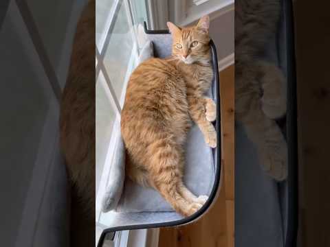 Kurt’s personal heated window bed… 🤯