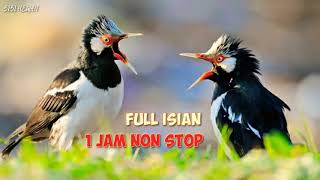 Download lagu 1 JAM NON STOP‼️ Masteran Jalak Suren / Uret Full Isian mp3
