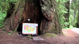 PIANO INSIDE A TREE!
