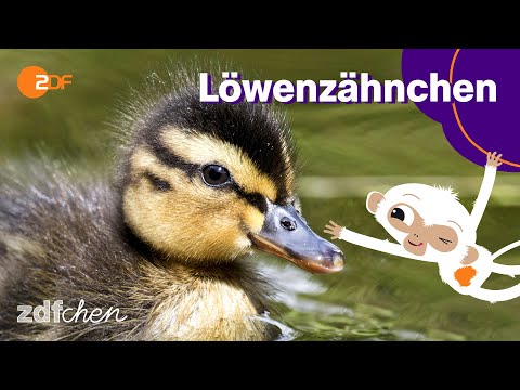 Keks und die schlaue Rettung | LÖWENZÄHNCHEN | ZDFchen