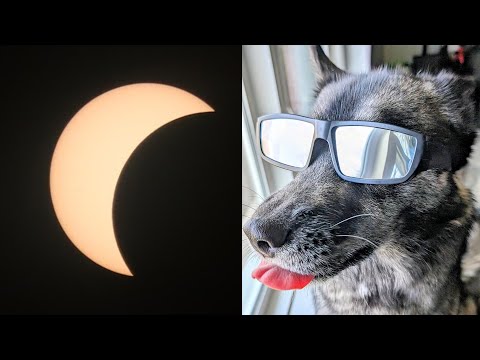 Did My Husky See the Solar Eclipse?