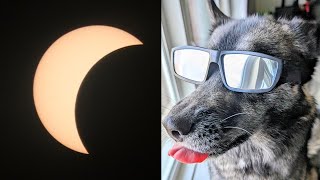 Did My Husky See the Solar Eclipse?