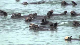 preview picture of video 'Sea otters at Moss Landing, CA'