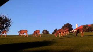 preview picture of video 'January 2014, Deer at Pepperdine'