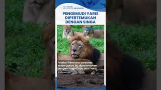 Sempat Tak Ingin Damai, Pemilik Toyota Yaris Akhirnya Dipertemukan dengan Singa yang Tabrak Mobilnya