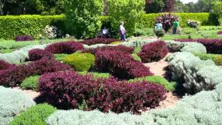 Foliage Contrasts and Interesting Patterns Delight Your Garden Senses