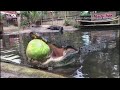 ALLIGATOR SMASHES WATERMELON