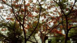 Aaoge Jab Tum O Saajna - Ustaad Rashid Khan - Jab We Met