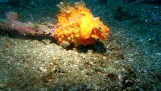 preview picture of video 'orange baby frogfish hunting 1_48 min'