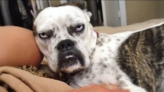 Hilarious Funny Animals Compilation 2025 🐾😂 | Cute & Crazy Pet Moments