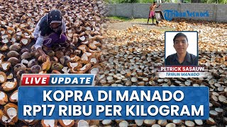 Awal Desember Harga Kopra di Manado Turun Drastis, Petani Khawatir Hanya Ditawar Rp17 Ribu per Kg