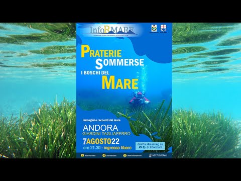 Praterie sommerse: i boschi del mare