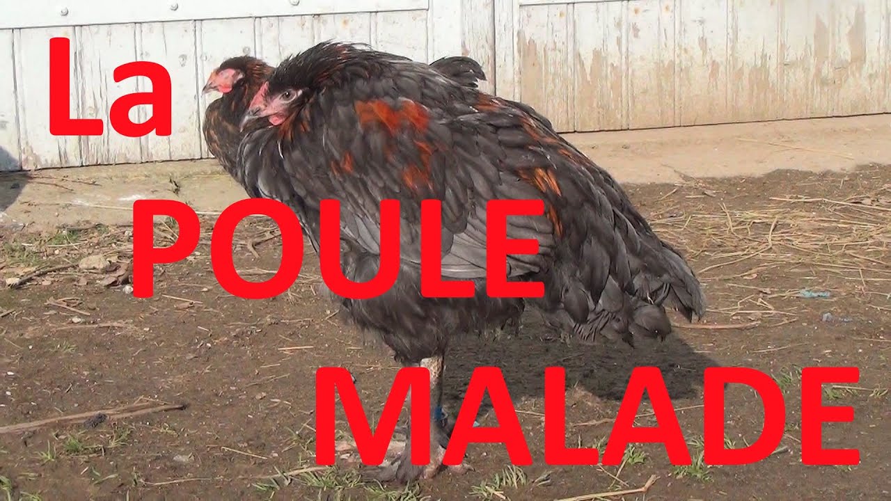Les poules malades (1) : l'attitude générale