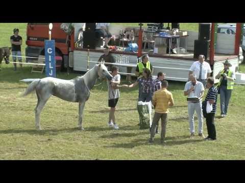 2. galopska dirka za pokal Loške doline; arabski konji (1200 m),  5. dirka